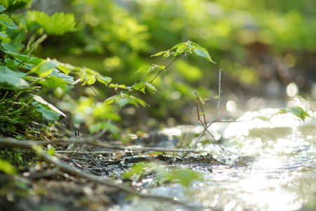 Narrow stream winding throught the dense green forest in early springのeditorial素材