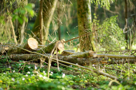 Blossoming hepatica flower in early spring in forest. Beauty in nature.のeditorial素材