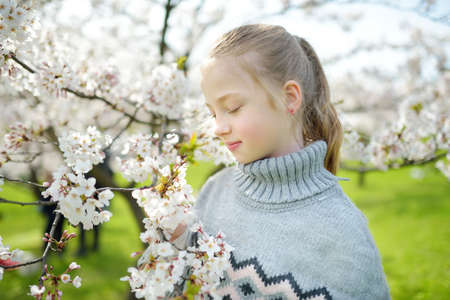 Adorable young girl in blooming cherry tree garden on beautiful spring day. Cute child picking fresh cherry tree flowers at spring. Kid exploring nature.の写真素材