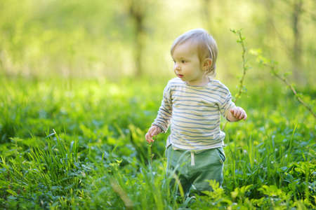 Adorable toddler boy having fun during a hike in the woods on beautiful sunny spring day. Active family leisure with kids. Child exploring nature.の写真素材