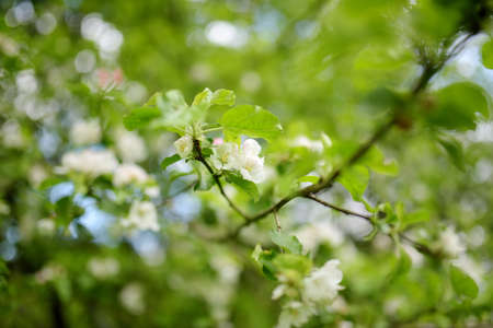 Beautiful old apple tree garden blossoming on sunny spring day.