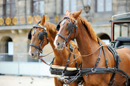 Horse-drawn carriage at Dam Square in Amsterdam, Netherlands, Holland.の写真素材