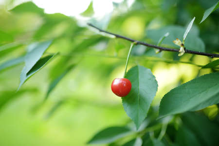 Ripe cherry fruit hanging from a cherry tree branch. Harvesting berries in cherry orchard after the rain.の写真素材