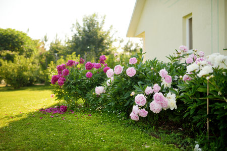 Beautiful pink and white peonies blossoming in the garden on summer evening. Beauty in nature.の写真素材