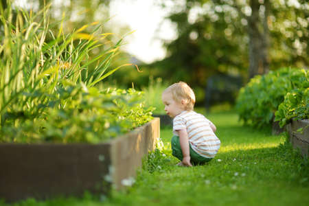 Funny toddler boy having fun outdoors on sunny summer day. Child exploring nature. Summer activities for small kids.の写真素材