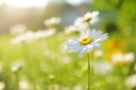 Beautiful chamomile flowers blossoming on sunny summer day. Nature scene with blooming white and yellow daisies. Summer flowers on a beautiful meadow.の写真素材