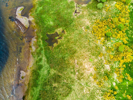 Aerial view of beautiful large pine tree and blossoming gorse bushes on a banks on Muckross Lake, also called Middle Lake or The Torc, located in Killarney National Park, County Kerry, Irelandの写真素材