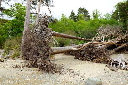 Beautiful large pine tree and blossoming gorse bushes on a banks on Muckross Lake, also called...