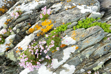 Plants and flowers on the rocks at Abbey Island, the idyllic patch of land in Derrynane Historic...