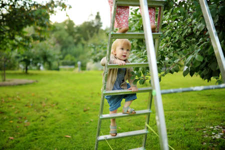 Cute toddler boy helping to harvest apples in apple tree orchard in summer day. Child picking fruits in a garden. Fresh healthy food for kids. Family nutrition in summer.の写真素材