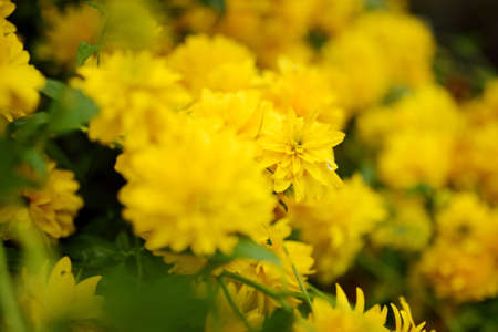 Bright yellow flowers of rudbeckia, commonly known as coneflowers or black eyed susans, in a sunny...
