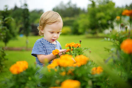 Cute toddler boy admiring bright orange marigold flowers in a backyard garden in autumn. Fall season. Decorative flowers outdoors.の写真素材