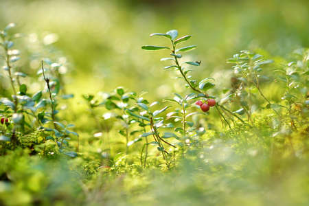 Wild forest berries on a green bush at autumn