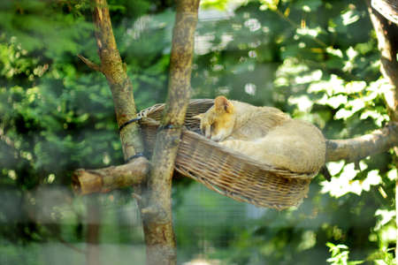 Reed cat or jungle cat relaxing in a zoo of Krakowの写真素材