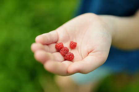 Close-up of childs hands holding fresh wild raspberries picked in beautiful pine forest in Tatra...