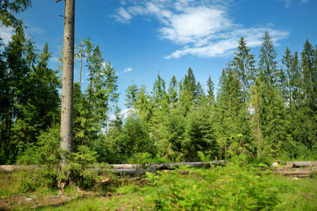 Beautiful Low Tatras alpine landscape with forest in the foreground. Majestic pine trees of Tatra...