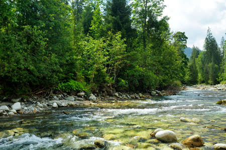 Cold shallow Javorinka stream winding through majestic pine trees of Tatra mountain range near...