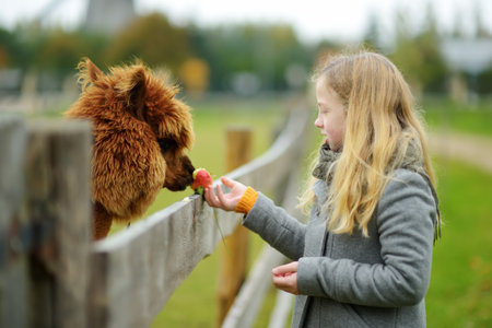 Cute young girl stroking an alpaca at a farm zoo on autumn day. Child feeding a llama on an animal farm. Kid at a petting zoo at fall. Active leisure children outdoor.の写真素材