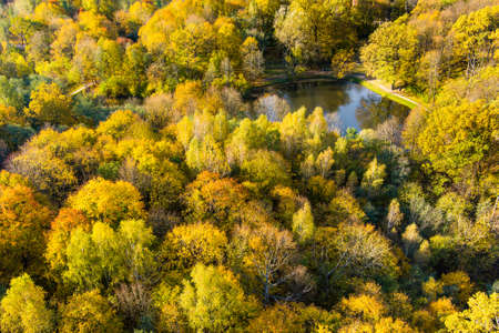 Aerial top down view of autumn forest with green and yellow trees. Mixed deciduous and coniferous...