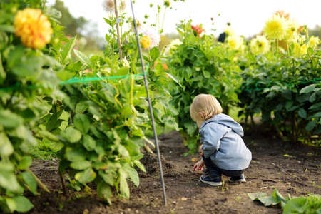 Cute toddler boy playing in blossoming dahlia field. Child picking fresh flowers in dahlia meadow on sunny autumn day. Kid choosing flowers for his mother.の写真素材
