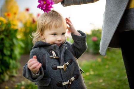 Cute toddler boy playing in blossoming dahlia field. Child picking fresh flowers in dahlia meadow on sunny autumn day. Kid choosing flowers for his mother.の写真素材
