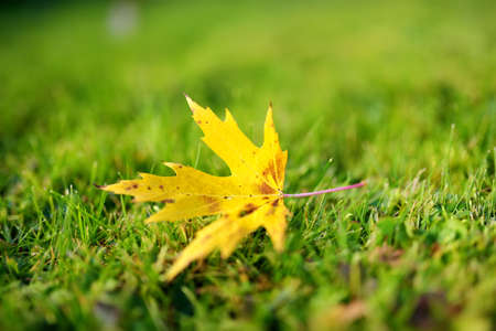 Beautiful golden maple leaves on green grass on bright autumn day