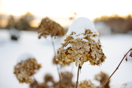 Dried hydrangea covered with snow on chilly winter day. Seasonal concept. Colors of winter.