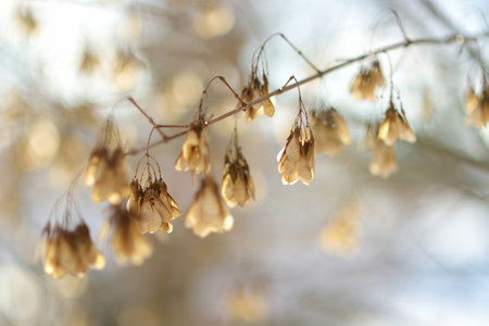 Beautiful dried maple seeds on a tree branch on bright winter day. Dry vegetation in winter season.の写真素材