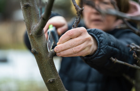 Woman gardener using garden saw on to cut dry tree branches. Spring pruning of trees and bushes in garden. Hobby, gardening, farm concept.の写真素材