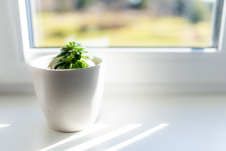 Succulent plant in white flower pot on a windowsill. Decorating house windows at summer. Home flower garden.の写真素材