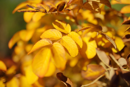 A branch of wild rose hips on autumn day. Golden wild rose hips leaf on a branch.の写真素材
