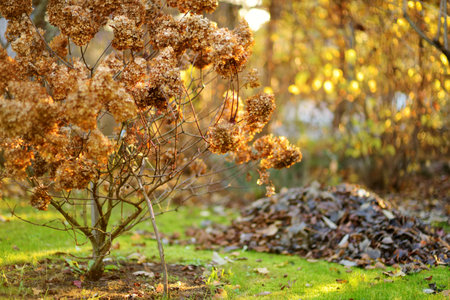 Floral background of dried hydrangea. Seasonal concept. Brown colors of autumn.の写真素材