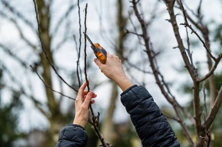 Woman gardener using pruning shears on to cut dry tree branches. Spring pruning of trees and bushes in garden. Hobby, gardening, farm concept.の写真素材