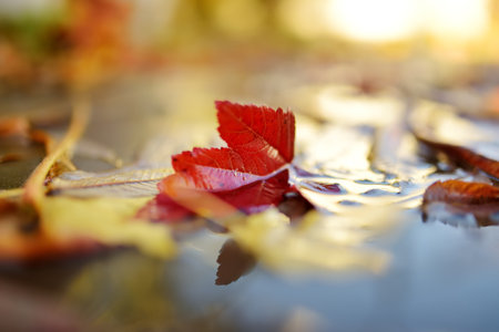 Beautiful red maple leaf in a puddle on autumn day. Beauty of dying nature.