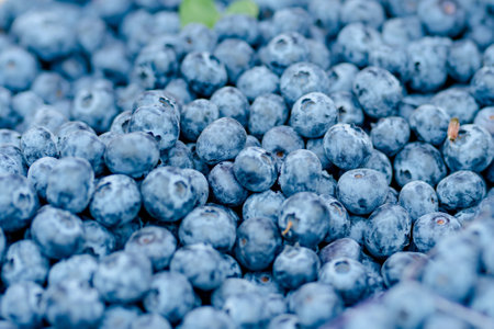 Fresh blueberries sold in the farmers market in Vilnius, Lithuaniaの写真素材