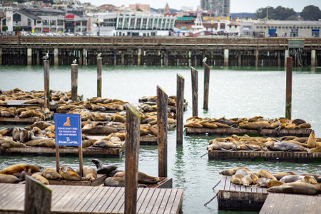 SAN FRANCISCO, USA - APRIL 2016: Famous Pier 39 in San Francisco with sea lions resting on wooden platforms. San Francisco, USA.のeditorial素材