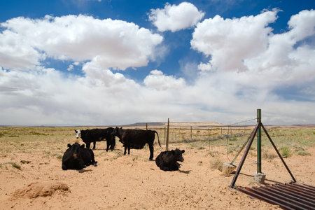 Black cows grazing in a desert in Arizona. Dry grass and sandstone formations under cloudy blue sky on hot summer day. Arizona, USA.の写真素材