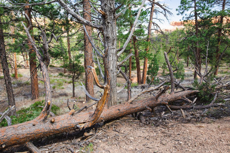 Hiking trail leading through stunning red sandstone hoodoo formations in Bryce Canyon National Park...