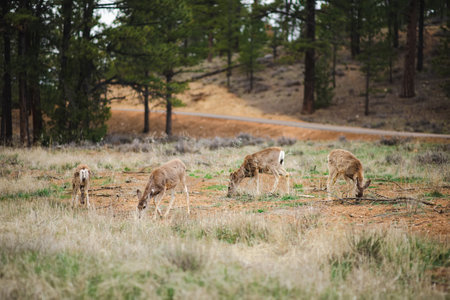 Group of deers in Bryce Canyon National park in Utah, USA. Exploring the American Southwest.の写真素材