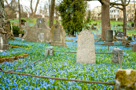 VILNIUS, LITHUANIA - APRIL 15, 2022: Blue scilla siberica spring flowers blossoming on sunny day in April in Bernardine cemetery, one of the three oldest graveyards in Vilnius, Lithuania.のeditorial素材