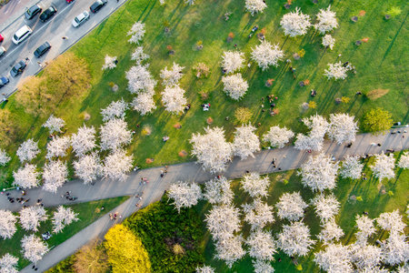 VILNIUS, LITHUANIA - APRIL 2022: Beautiful aerial view of blossoming sakura park in Vilnius city center. Sugihara cherry tree garden blooming on sunny April morning. Springtime in Vilnius, Lithuania.のeditorial素材