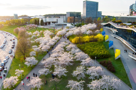 VILNIUS, LITHUANIA - APRIL 2022: Beautiful aerial view of blossoming sakura park in Vilnius city center. Sugihara cherry tree garden blooming on sunny April morning. Springtime in Vilnius, Lithuania.のeditorial素材