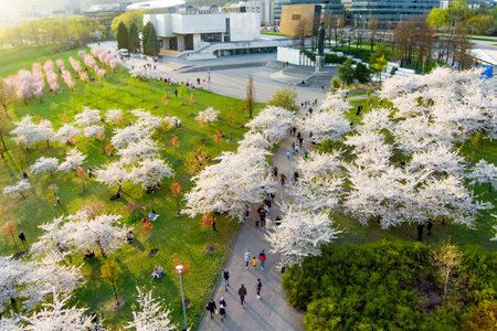 VILNIUS, LITHUANIA - APRIL 2022: Beautiful aerial view of blossoming sakura park in Vilnius city center. Sugihara cherry tree garden blooming on sunny April morning. Springtime in Vilnius, Lithuania.のeditorial素材