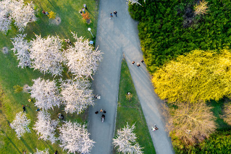 VILNIUS, LITHUANIA - APRIL 2022: Beautiful aerial view of blossoming sakura park in Vilnius city center. Sugihara cherry tree garden blooming on sunny April morning. Springtime in Vilnius, Lithuania.のeditorial素材