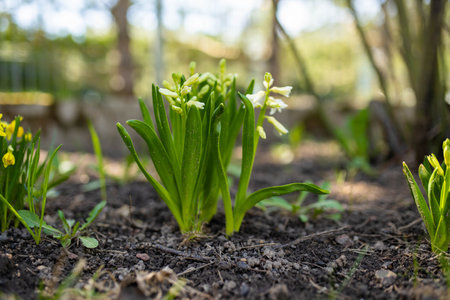 Beautiful white hyacinth flowers blossoming in a garden on sunny spring day. Beauty in nature.