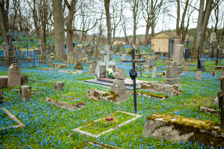 VILNIUS, LITHUANIA - APRIL 15, 2022: Blue scilla siberica spring flowers blossoming on sunny day in April in Bernardine cemetery, one of the three oldest graveyards in Vilnius, Lithuania.のeditorial素材