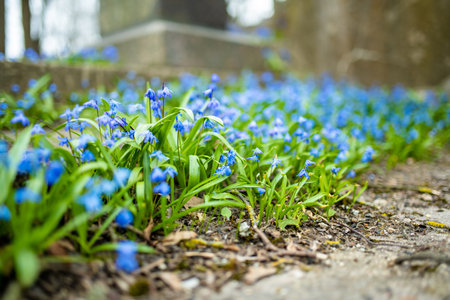 Scilla flowers blooming in the spring garden on the Alpine hill. Beautiful blue spring flowers on a...