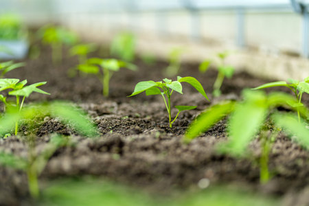 Cultivating bell peppers in a greenhouse on summer day. Growing own fruits and vegetables in a...