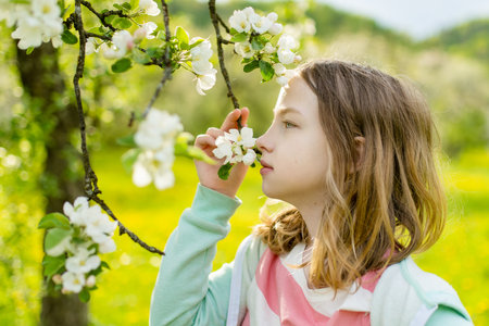 Adorable young girl in blooming apple tree garden on beautiful spring day. Cute child picking fresh apple tree flowers at spring.の写真素材