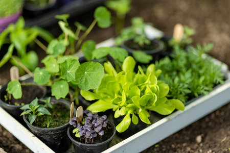 Plastic pots with various vegetables seedlings. Planting young seedlings on spring day. Growing own fruits and vegetables in a homestead. Gardening and lifestyle of self-sufficiency.の写真素材
